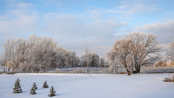 TREES December 2024 (31)