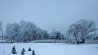 TREES December 2024 (3)