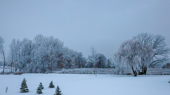 TREES December 2024 (3)