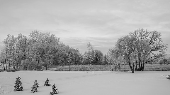 TREES December 2024 (21)
