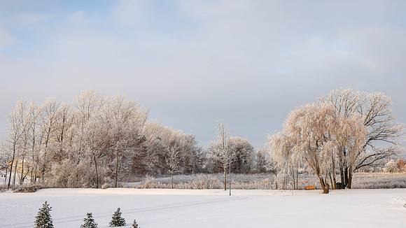 TREES December 2024 (58)