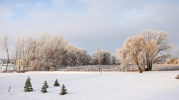 TREES December 2024 (53)