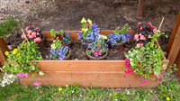 5-18-25 Flowers Outside