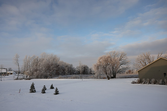 TREES December 2024 (46)