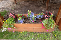 5-18-25 Flowers Outside