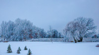TREES December 2024 (4)
