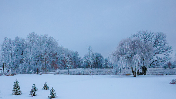 TREES December 2024 (4)
