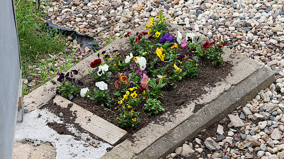 5-18-25 Flowers Outside