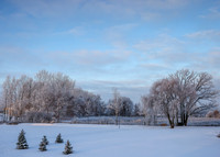 TREES December 2024 (15)
