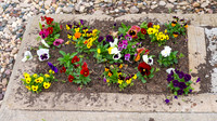 5-18-25 Flowers Outside
