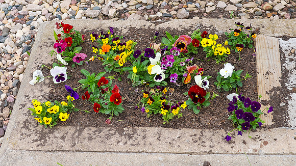 5-18-25 Flowers Outside