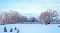 TREES December 2024 (8)