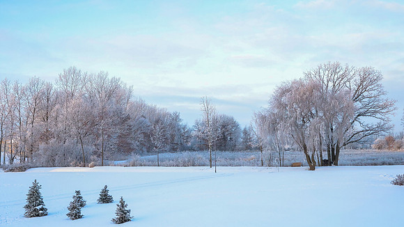 TREES December 2024 (8)