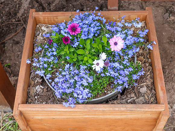 5-18-25 Flowers Outside