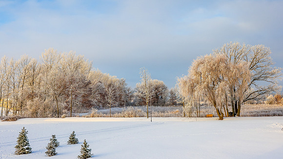 TREES December 2024 (50)
