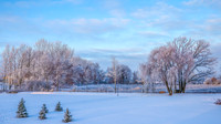 TREES December 2024 (14)