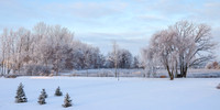 TREES December 2024 (11)