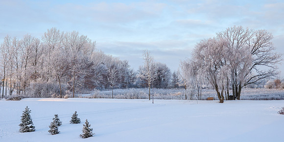 TREES December 2024 (11)