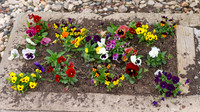 5-18-25 Flowers Outside