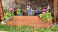 5-18-25 Flowers Outside