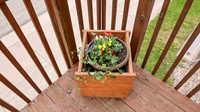 5-18-25 Flowers Outside